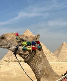 إيفانكا ترامب
