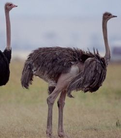 ostrich-19-2-2011