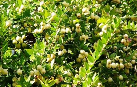 myrtus-23-11-2010