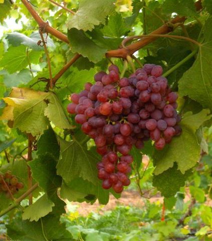 grape-1-19-10-2010
