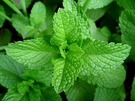 mint-leaves-1-10-2010