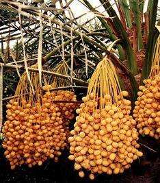 palm-1-17-8-2010