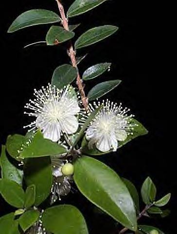 myrtus-1-23-11-2010