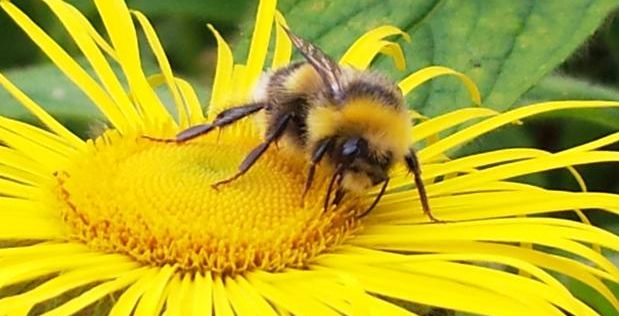 دراسة: النحل يقدم العسل الأفضل في الصباح الباكر 