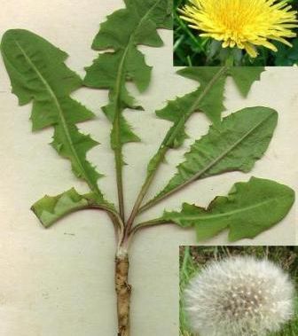 dandelion-25-1-2011