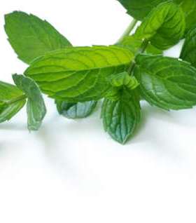 نعنع