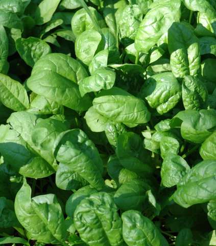 spinach-20-8-2010