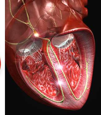 الطماطم التي تشبه القلب