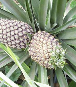 pineapple-tree-1-12-2010