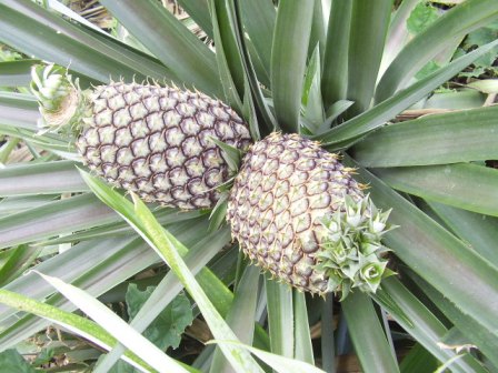 pineapple-tree-1-12-2010