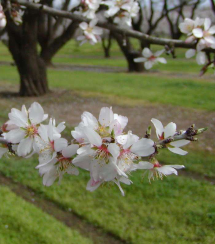 almond-blossoms-23-6-2010