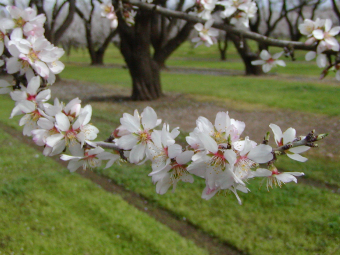 almond-blossoms-23-6-2010