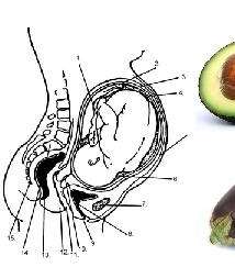 womb-fruits-vegetables-3-3-2011