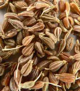 aniseed-1-26-10-2010