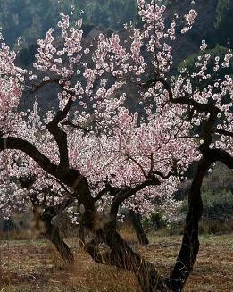 almond-tree-23-6-2010