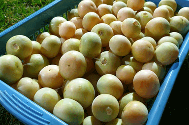 ما هي أبرز فوائد البمبر؟