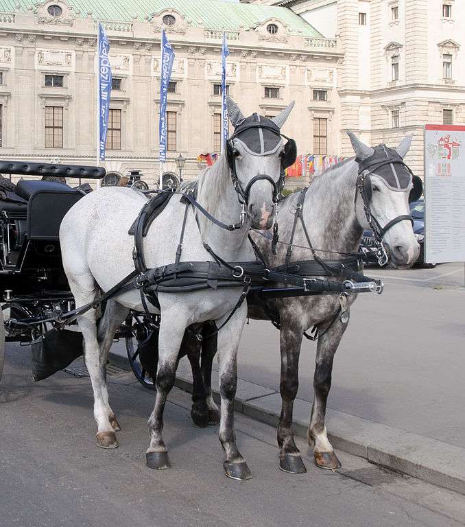قومي بجولة في عربة الخيل حول مدينة فيينا