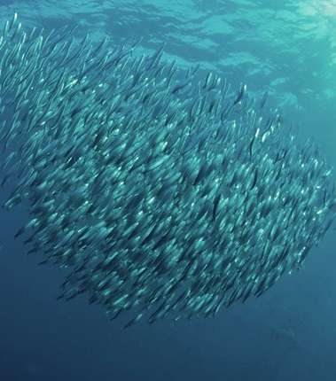 غيوم من السردين في محيطات جنوب إفريقيا