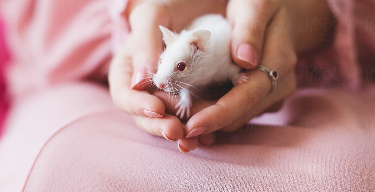 طريقة تفسير حلم الفار