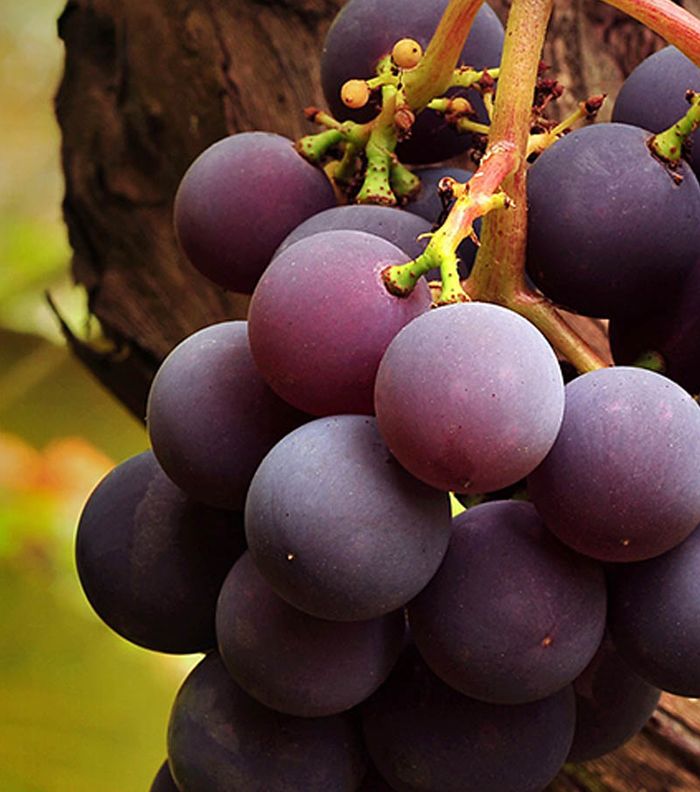 أهم خلطات لنضارة البشرة