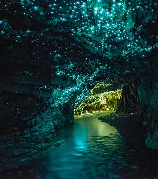 مغارة Glowworm في نيوزيلند