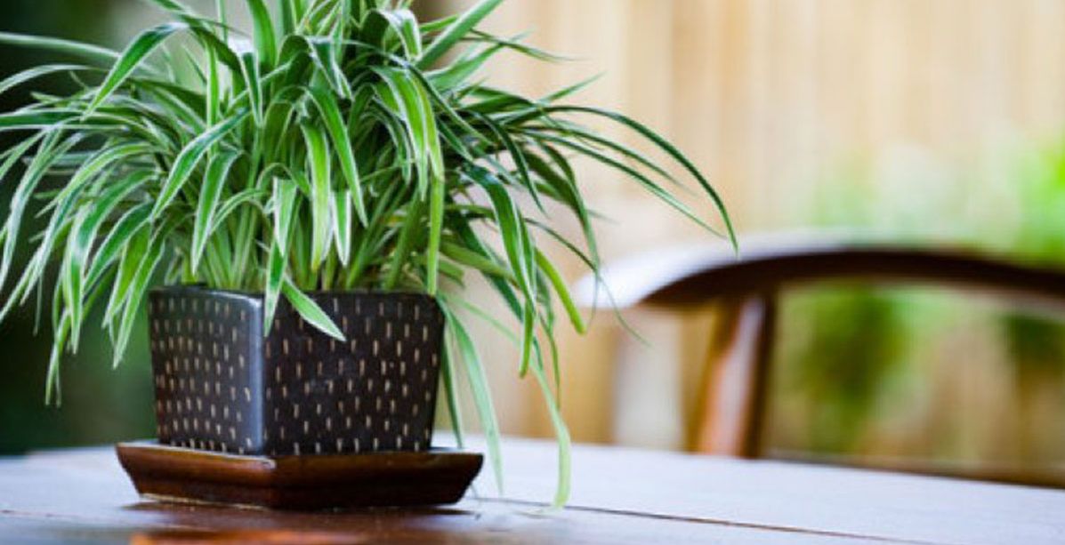 نباتات منزلية سريعة النمو يمكنك زراعتها داخل المنزل