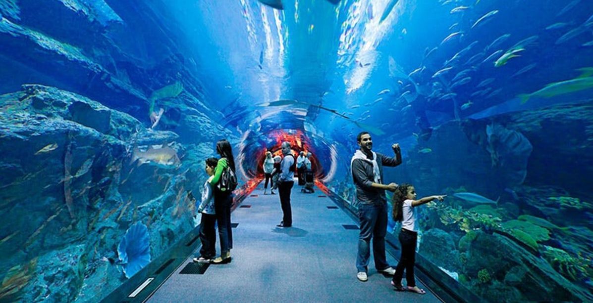 دبي أكواريوم وحديقة الحيوانات المائية يطلق الحضانة المائية