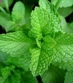 mint-leaves-1-10-2010