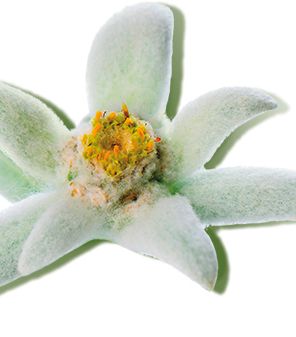 زهرة ايدل وايس التي تساعد على تجدد خلايا البشرة