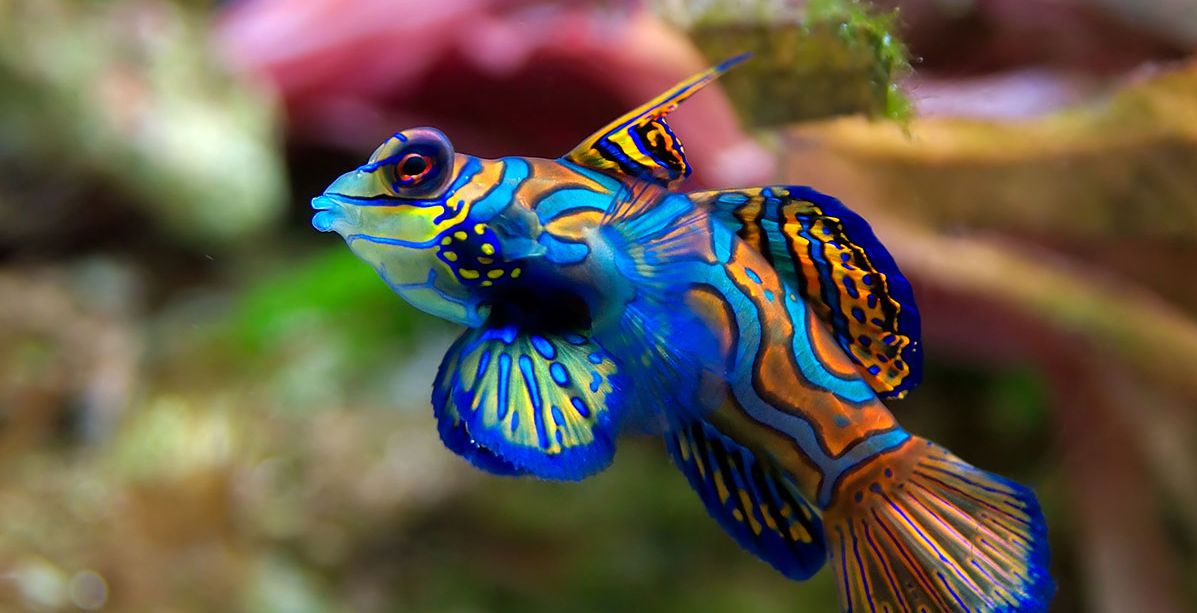 ما هو اجمل حيوان في العالم؟