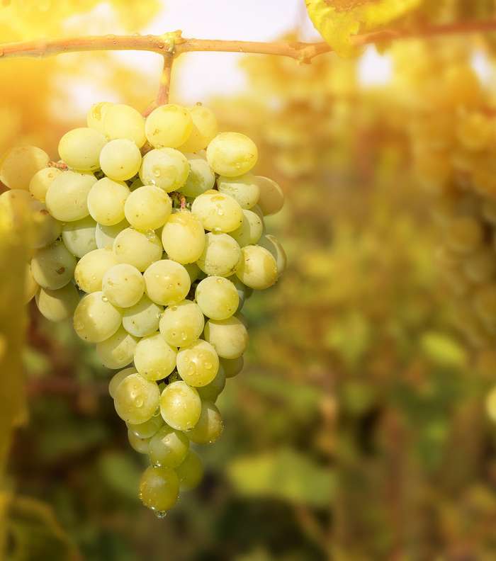 العنب هو أنسب الفاكهة لعلاج مشاكل البشرة الدهنية 