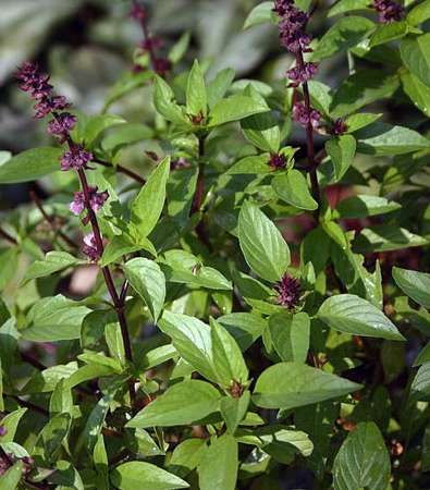 أوراق الريحان لتخفيف تهيّج وتعب الجلد والبثور وحب الشباب