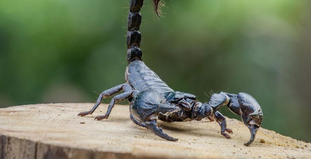 أسباب وجود العقارب في المنزل