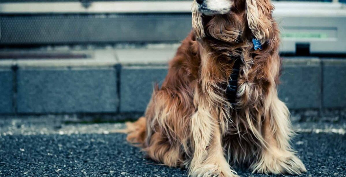 تفسير رؤية الكلاب في المنام