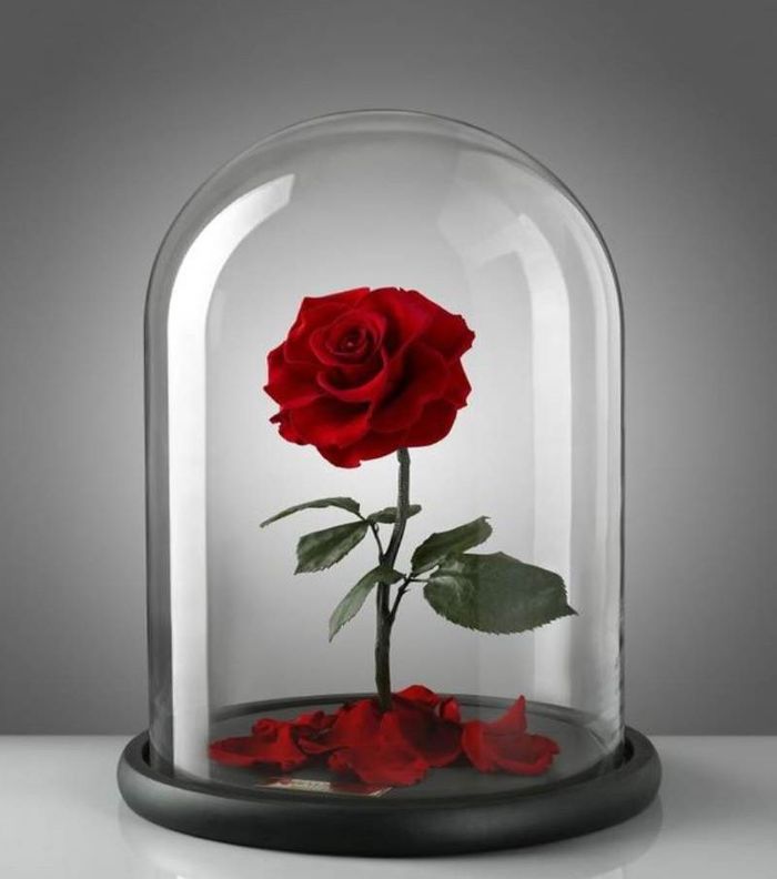 صور اجمل ورود الحب