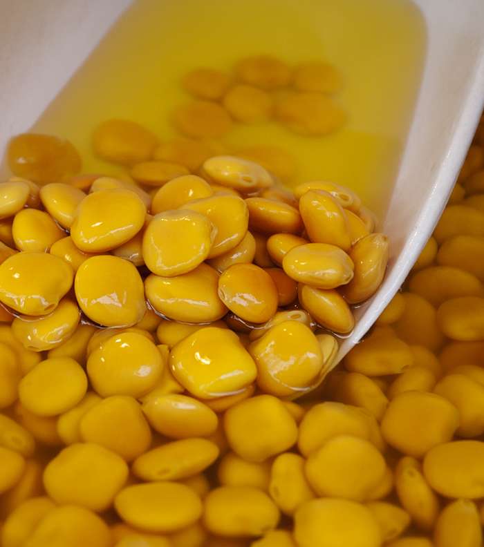 يغذي الترمس الشعر