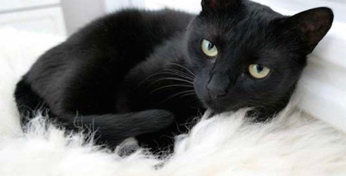 تفسير القطة السوداء في المنزل في المنام 