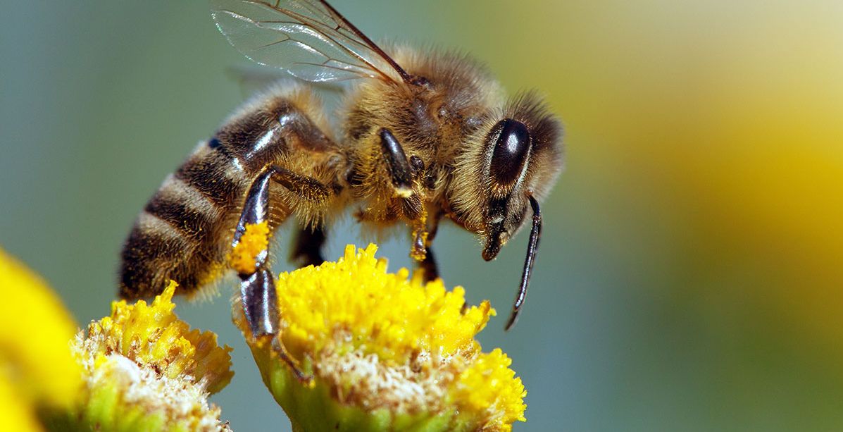 اسباب وجود النحل في المنزل