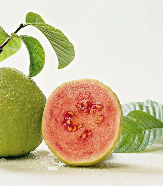 أوراق شجرة الجوافة