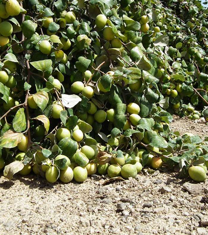 معلومات عن خلطة السدر للشعر
