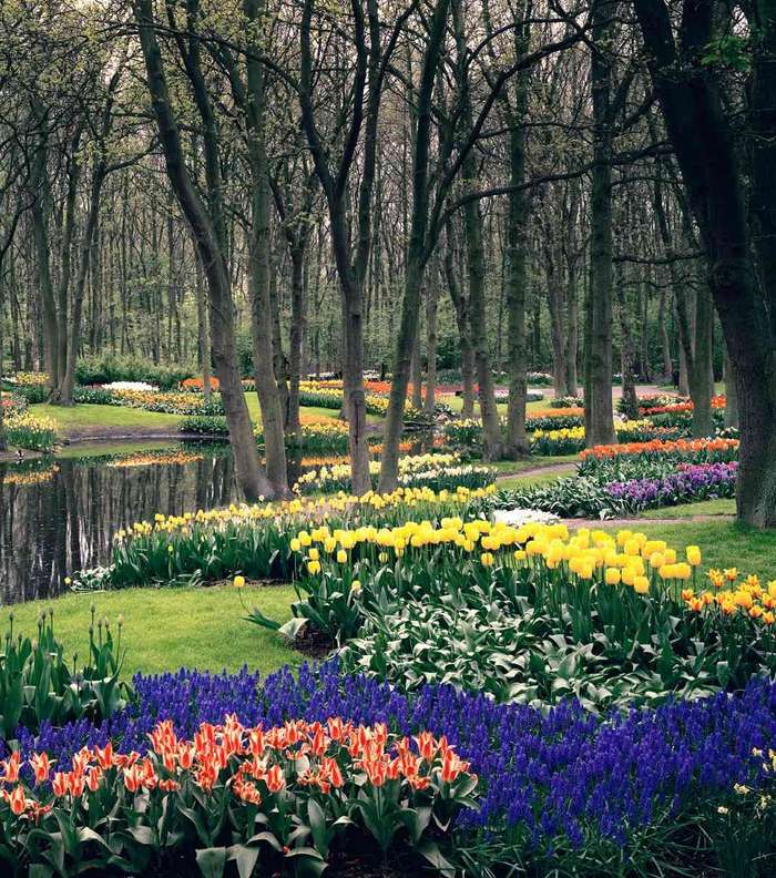 حدائق Keukenhof في هولندا