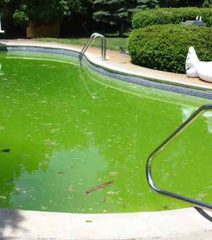حوض السباحة الأخضر