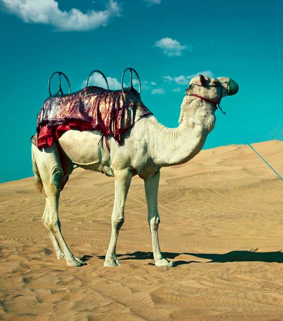 تصاميم تمارا القباني وسط الصحراء الإماراتيّة 