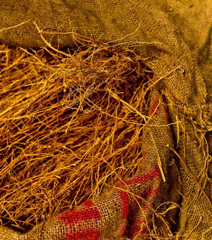 المحتوى الأهم: خشب الصندل