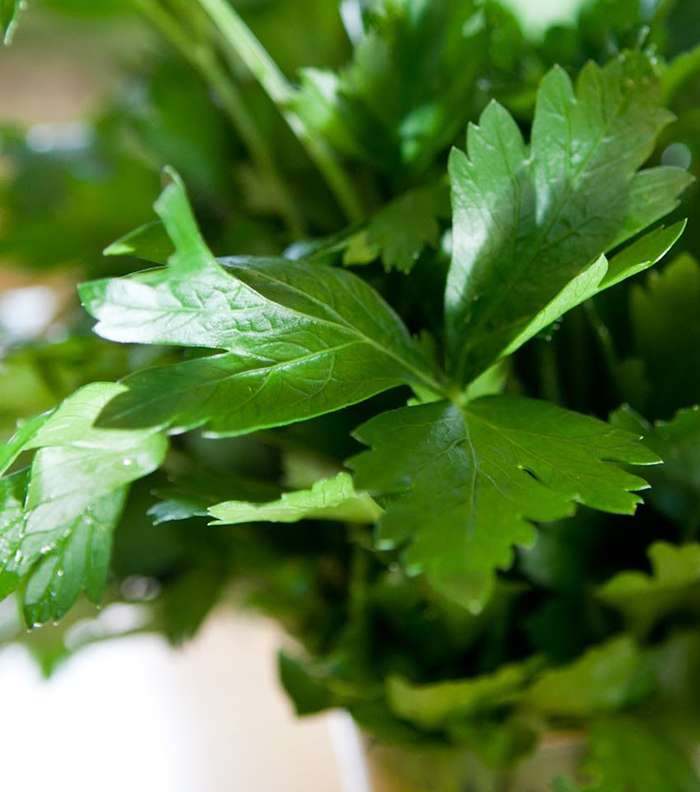 طرق علاج رائحة الفم