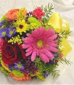 إقحوانات الجيربيرا Gerbera 
