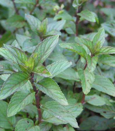 peppermint-1-10-2010