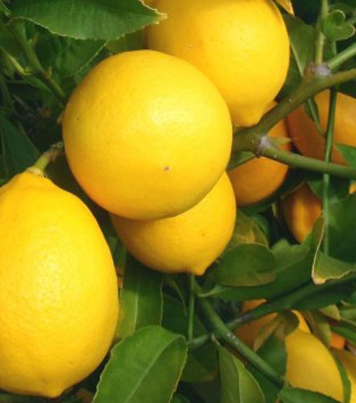 أهم فوائد الليمون للشعر