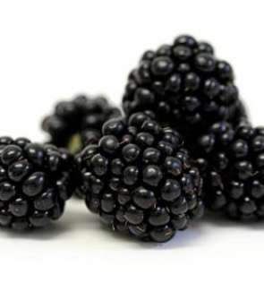 منافع التوت الأسود في الريجيم