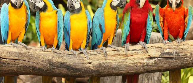 Bird, Animal, Macaw